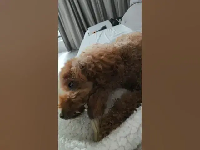 'Video thumbnail for Tiny Maltipoo vs Giant Bone: Who Wins?'