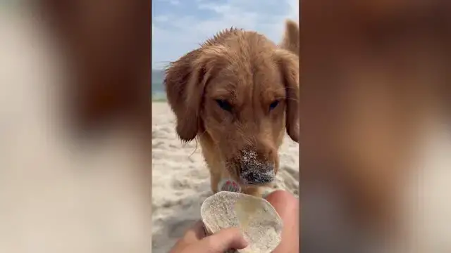 'Video thumbnail for Clever Dog Hunts For 'Treasure' On Beach And Brings To Owner | Wild-ish TV'