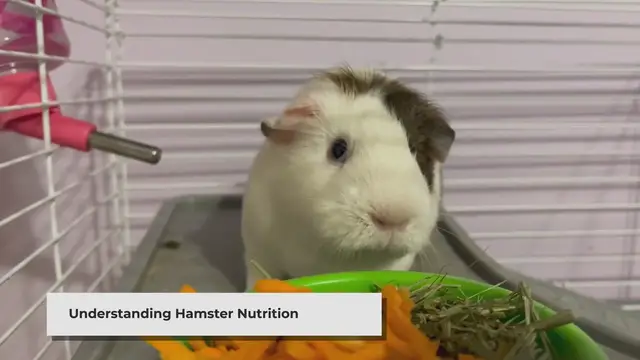 'Video thumbnail for Can Hamsters Eat Apples? Safe Feeding Tips for Your Pet'
