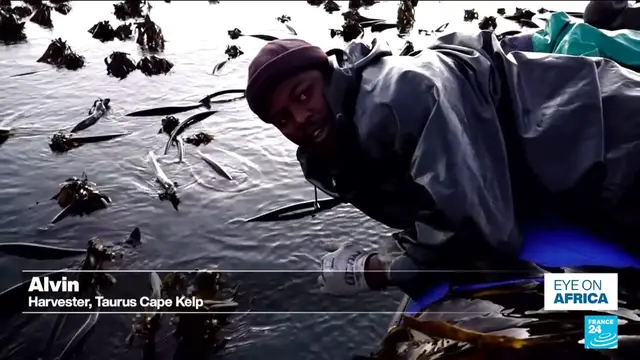 'Video thumbnail for South African communities rethink care for vital kelp forests'