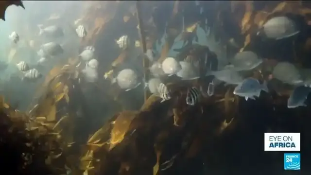'Video thumbnail for South African communities rethink care for vital kelp forests'