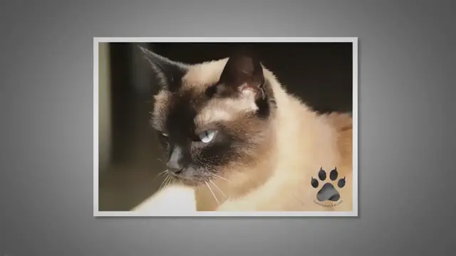 'Video thumbnail for Diseases Siamese Cats Are Prone To (With Prevention Tips)'