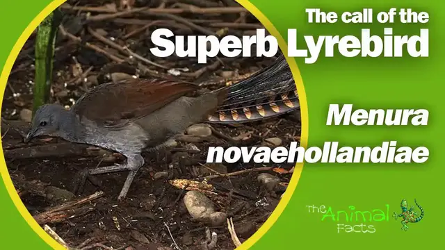 'Video thumbnail for The call of the Superb Lyrebird'