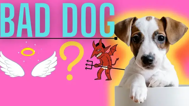 'Video thumbnail for Jack Russell Terriers: Are You Sure You Want To Adopt (Tips, My Opinions and The Truth About JRT's)'