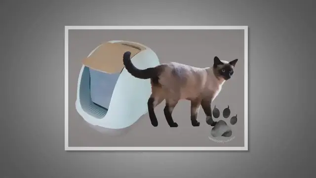 'Video thumbnail for 7 Things to Do When Siamese Cat Won't Use Litter Box'