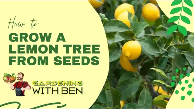 'Video thumbnail for 🍋 Grow Your Own Lemon Trees from Seeds! 🌱 Step-by-Step Guide to Success 🍋'