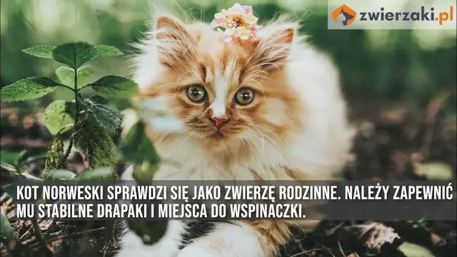 'Video thumbnail for Kot norweski leśny – opis rasy kota'