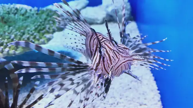'Video thumbnail for Red lionfish'