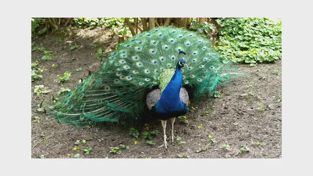 'Video thumbnail for Peacock Video'
