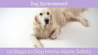 'Video thumbnail for 10 Steps to Dog Home Alone Safety'