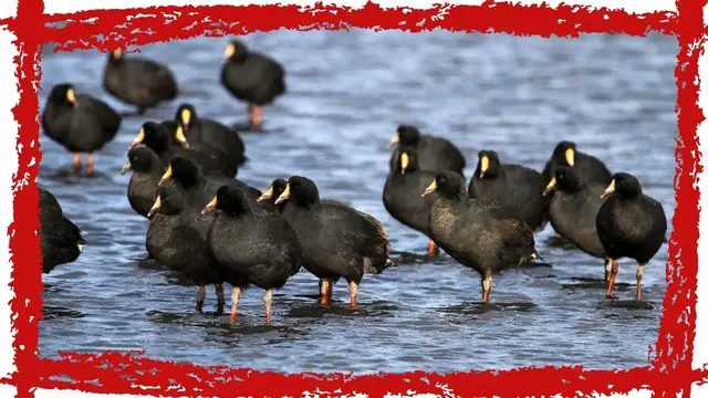 'Video thumbnail for Giant Coot (Fulica gigantea) Call| Giant Coot Sound | Giant Coot Video | Giant Coot Song'