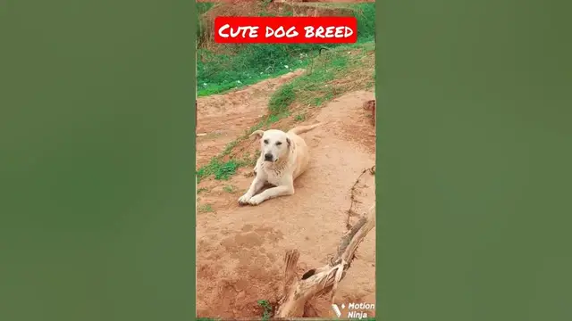 'Video thumbnail for Dog for home #dogs #cutedog #dogracing'