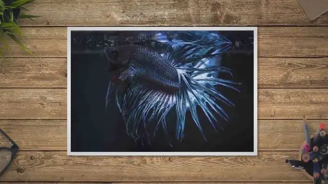 'Video thumbnail for How Well Can Betta Fish See in the Dark'