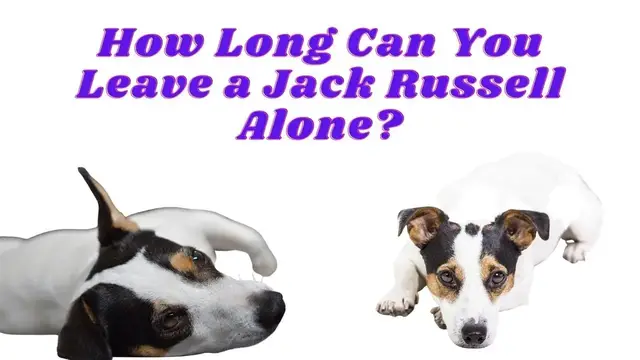 'Video thumbnail for How Long Can You Leave a Jack Russell Alone?'