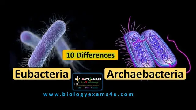 'Video thumbnail for 10 Differences between Eubacteria and Archaebacteria || Eubacteria vs Archaebacteria'