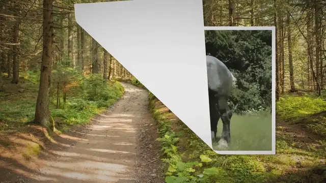 'Video thumbnail for The World’s Fattest Horse: Ranked!'