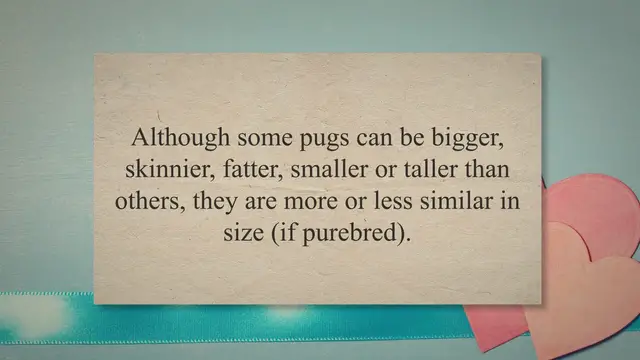 'Video thumbnail for When Are Pugs Full Grown?'