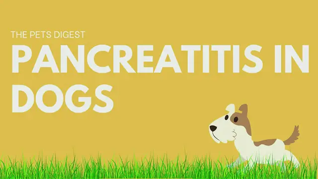 'Video thumbnail for PANCREATITIS IN DOGS_ What is pancreatitis _ What are the signs of pancreatitis _ How do you treat (1)'