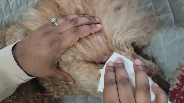 'Video thumbnail for HOW TO TAKE CARE OF POODLE'S EYES'