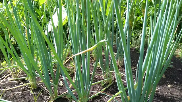 'Video thumbnail for How To Grow Bunching Onions At Home'
