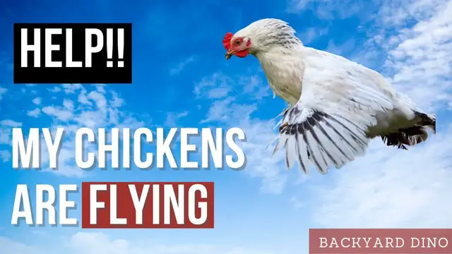 'Video thumbnail for BEGINNER'S GUIDE to Prevent Chickens from Flying Away - 5 Tips to Keep Your Chickens from Flying'