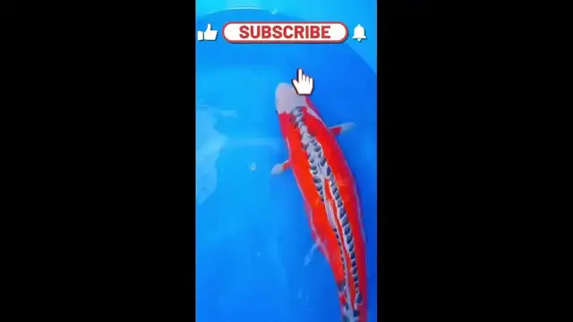 'Video thumbnail for The Most Amazing Rare Hana Shusui Koi Variety'