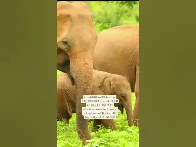 'Video thumbnail for Safari in Yala National Park #srilankatravel #shorts #srilanka'