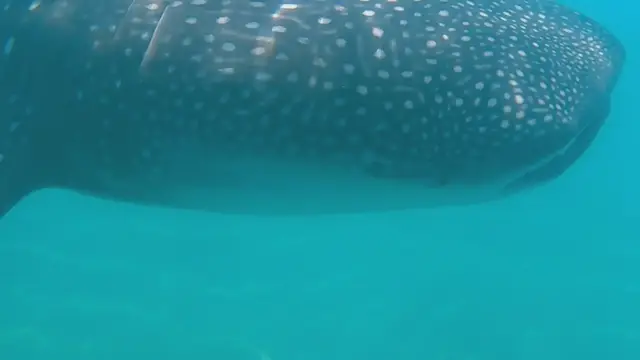 'Video thumbnail for Whale Shark - The Gentle Giant of the Sea'