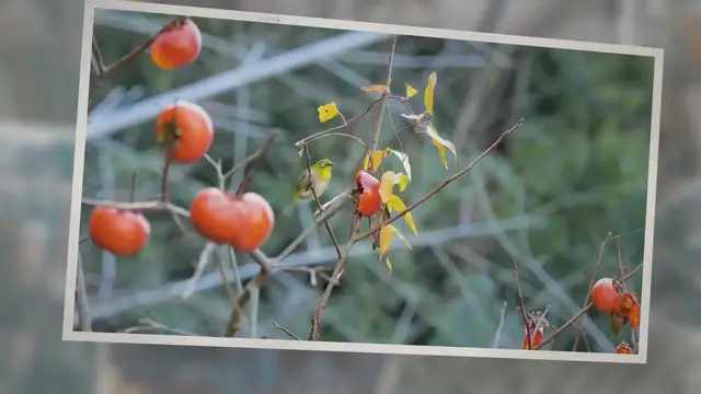 'Video thumbnail for Is It Illegal to Shoot Birds in Your Backyard?'