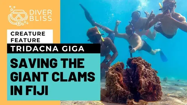 'Video thumbnail for Giant Clams in Fiji: Tridacna giga Conservation Project in Tavarua Island Resort'