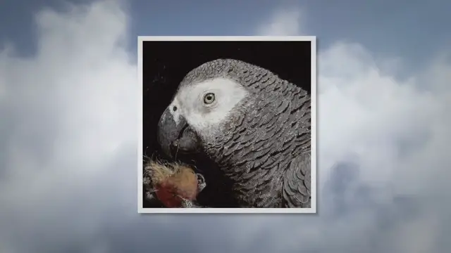 'Video thumbnail for African grey painting'