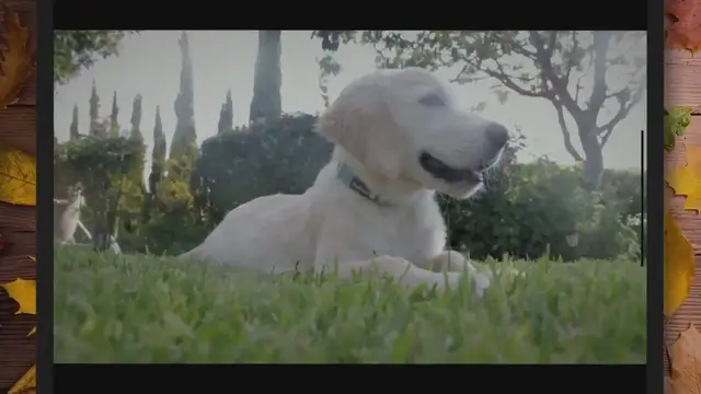 'Video thumbnail for The Story of Dog and Man: How Dogs Became Domesticated'