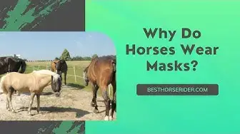 'Video thumbnail for Why Do Horses Wear Masks?'