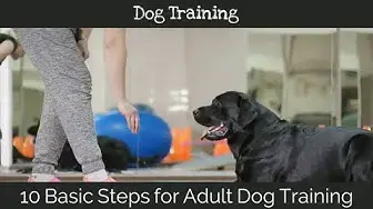 'Video thumbnail for 10 Basic Steps for Adult Dog Training'