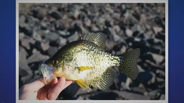 'Video thumbnail for Guide To Fishing for Crappie'