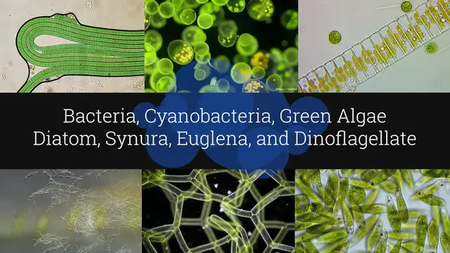 'Video thumbnail for Microscopic Organisms in a Drop of Pond Water - Episode 1'