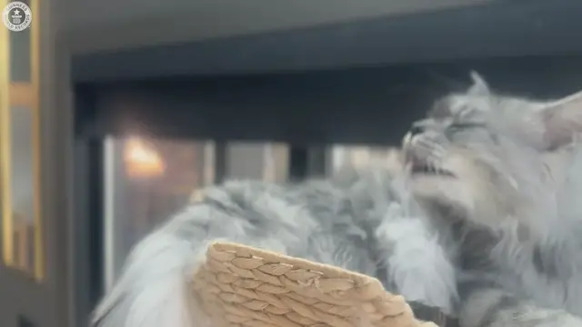 'Video thumbnail for Longest Tail on a Domestic Cat'