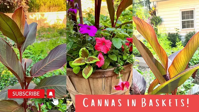 'Video thumbnail for PLANTING CANNA LILIES IN BUSHEL BASKETS | GARDEN ZONE 5B'