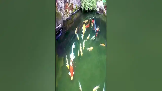 'Video thumbnail for Watch Koi Fish Swim Gracefully in a Stunning Oasis'