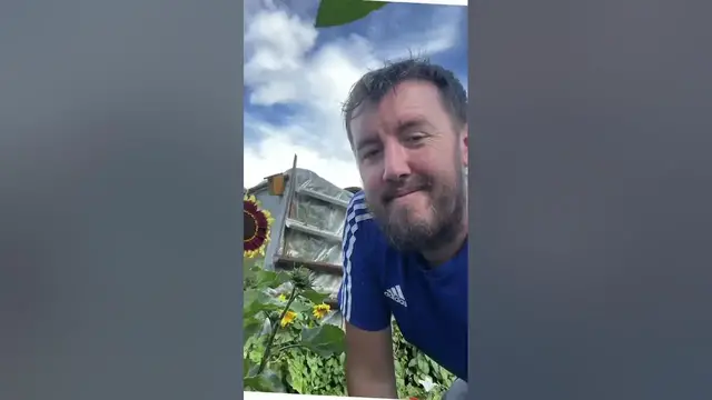 'Video thumbnail for Stunning Sunflower Display | Garden Beauty in Full Bloom'