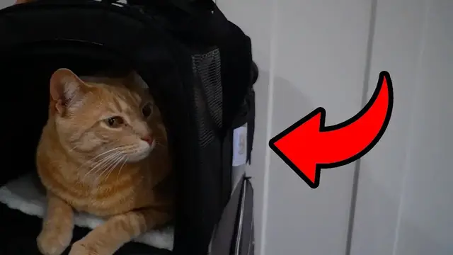 'Video thumbnail for Is This SECLATO Cat Carrier Actually Travel Friendly?'