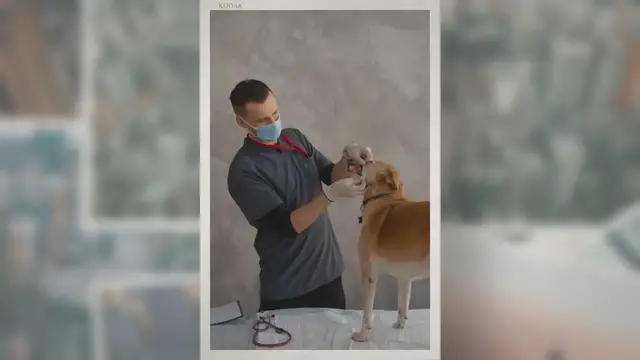 'Video thumbnail for Animal Testing Advantages and Disadvantages'