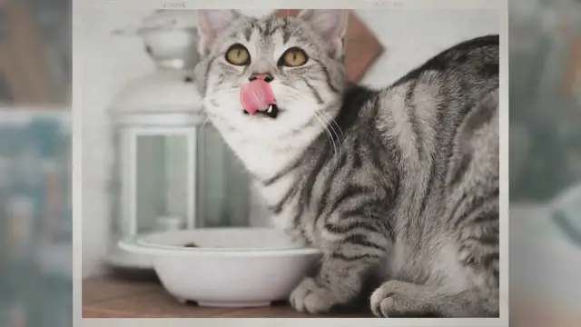 'Video thumbnail for Can Cats Eat Rice? - 12 human foods that are safe for your cat to eat'
