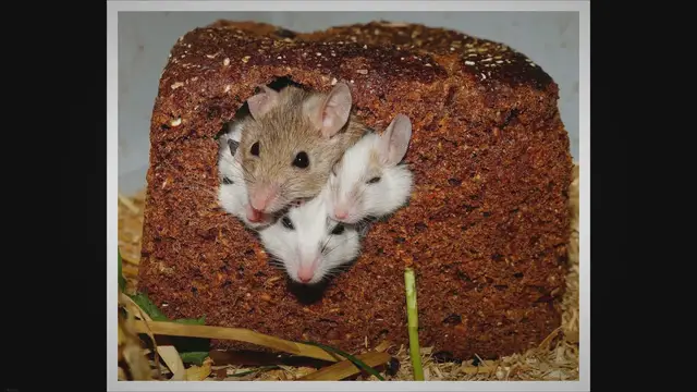 'Video thumbnail for Unleashing the Truth: Can Dogs Scare Away Mice? Exploring the Fear Factor and Real-Life Experiments'