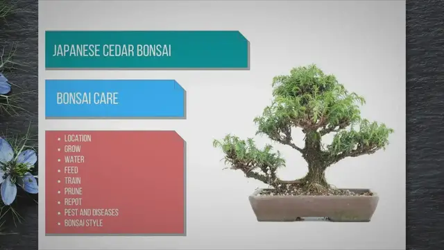 'Video thumbnail for Japanese Cedar bonsai care'