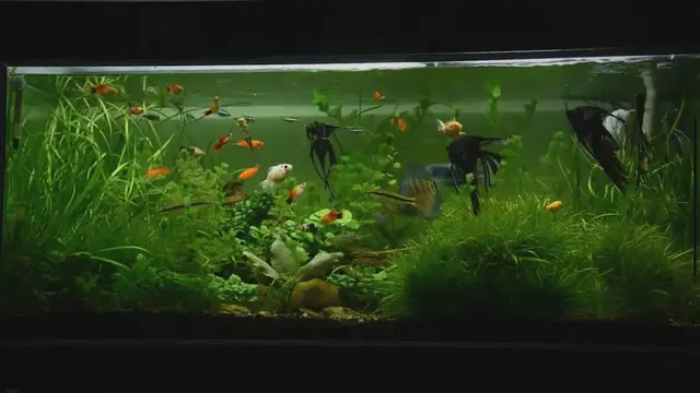 'Video thumbnail for 10 Best Freshwater Fish For Aquariums'