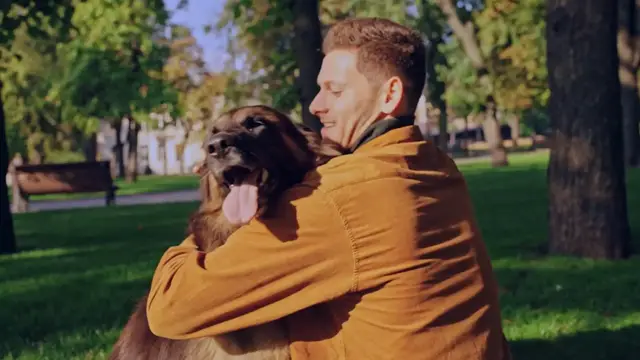 'Video thumbnail for German Shepherd Bladder Problems'