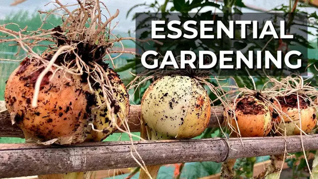 'Video thumbnail for How To Harvest Onions | Vegetable growing skills | Gardening for beginners'