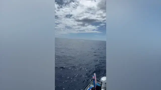 'Video thumbnail for Humpback Whales Breach In Tandem Before Baby Copies Them | Wild-ish TV'