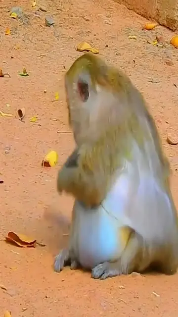 'Video thumbnail for #Everything in the world has a soul #It seems to know it is cute #Highlights of the animal world'